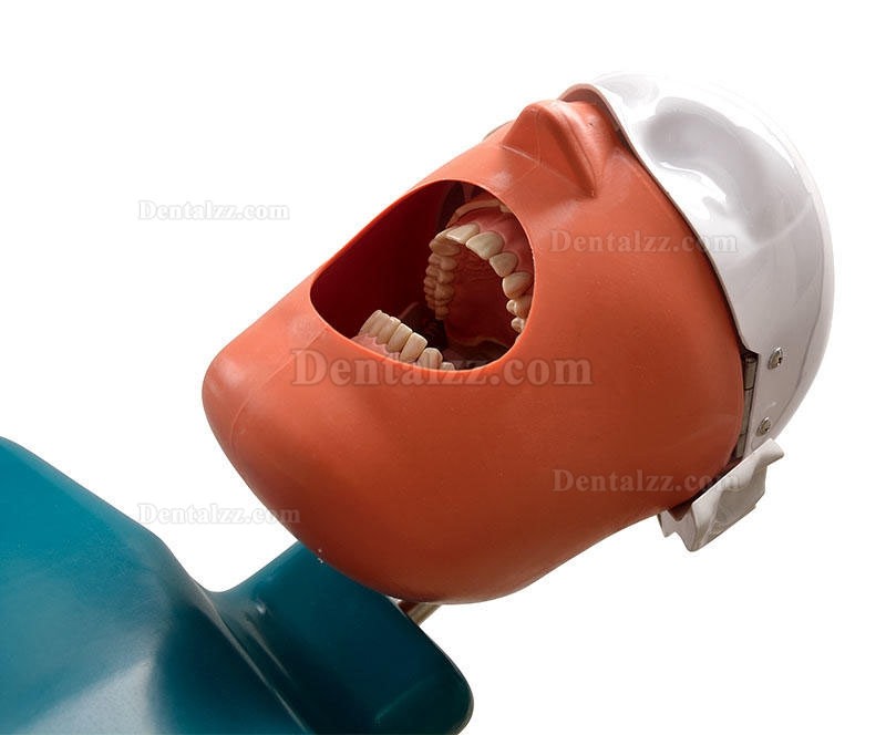 Jingle JG-C1 歯科手術実践モデルヘッド クランプ式シミュレーションファントムヘッド
